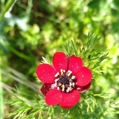 Adonis annua — flower