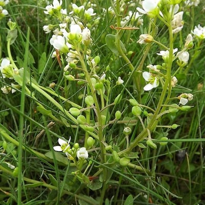 Cochlearia anglica — flower
