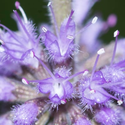 Mentha pulegium — flower