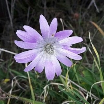 Anemone hortensis — flower