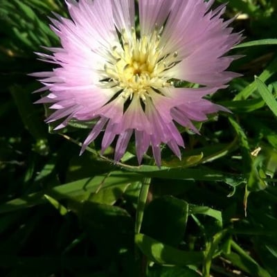 Centaurea pullata — flower