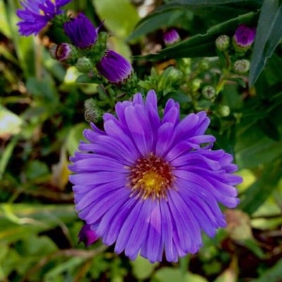 Symphyotrichum novi-belgii — flower
