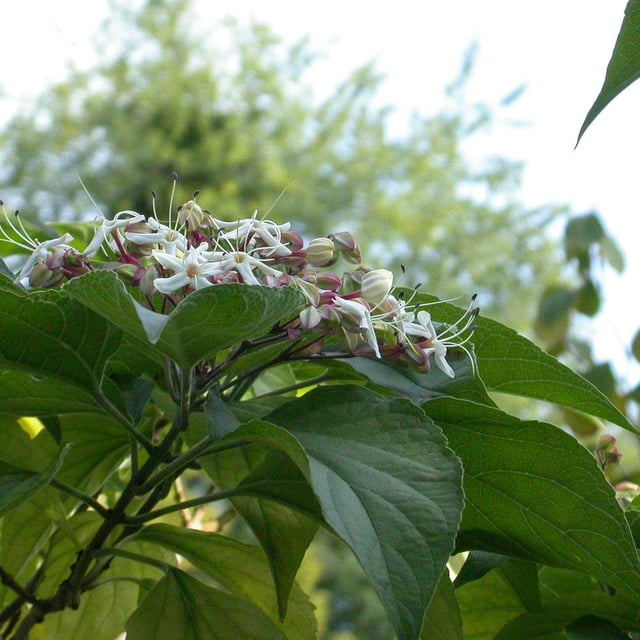 Clerodendrum trichotomum — flower