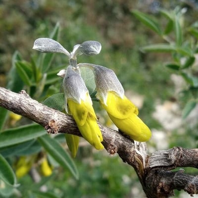 Anagyris foetida — flower