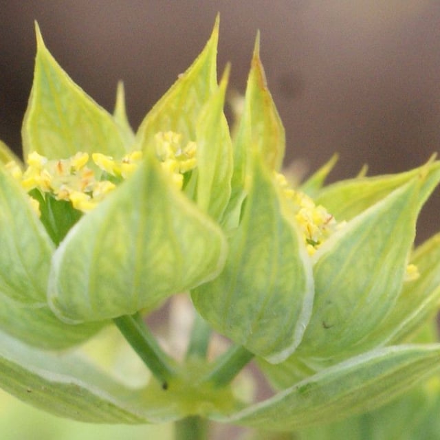 Bupleurum baldense — flower