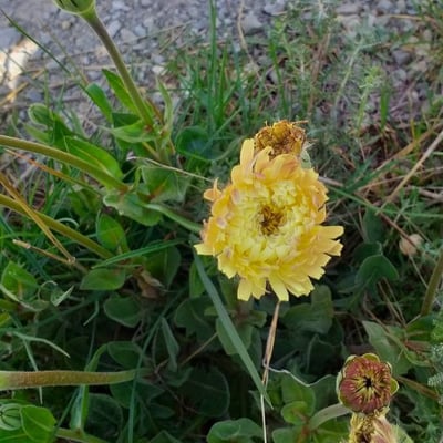 Urospermum dalechampii — flower