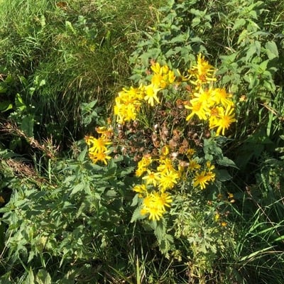 Jacobaea alpina — flower