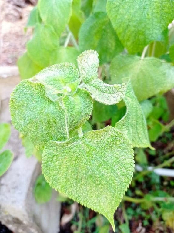Salvia cinnabarina