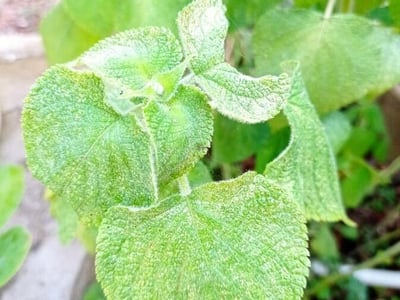 Salvia cinnabarina