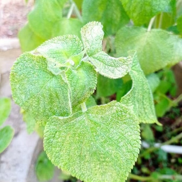 Salvia cinnabarina