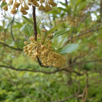 Lindera erythrocarpa — flower