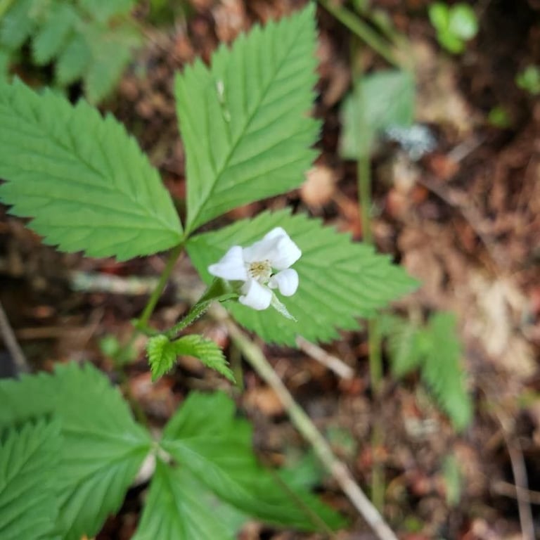 Dwarf raspberry