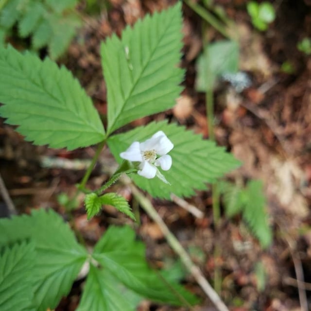 Rubus pubescens — flower