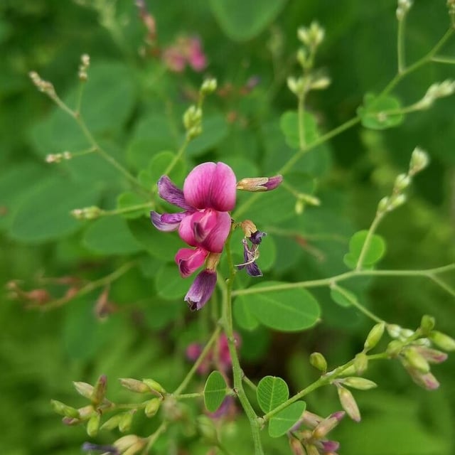 Lespedeza bicolor — flower