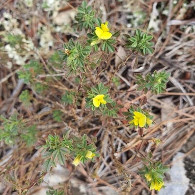 Ononis pusilla — flower
