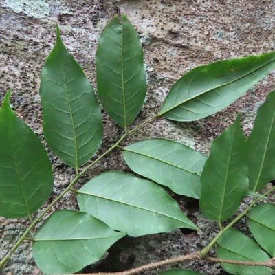 Dialium guianense — leaf