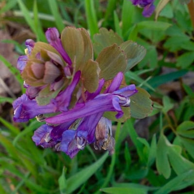 Corydalis solida — flower
