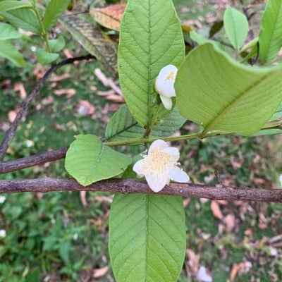 Psidium guajava — flower