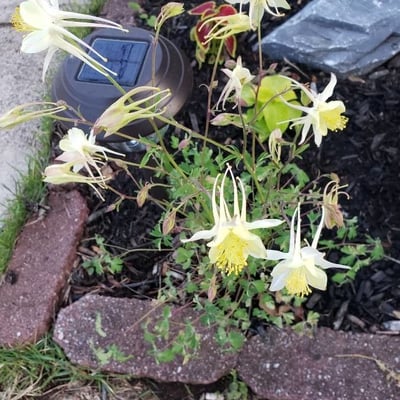 Aquilegia pubescens — flower