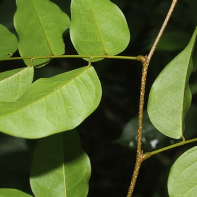 Dialium guianense — leaf