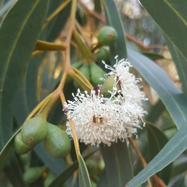 Eucalyptus globulus — flower