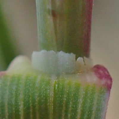 Poa cenisia — flower