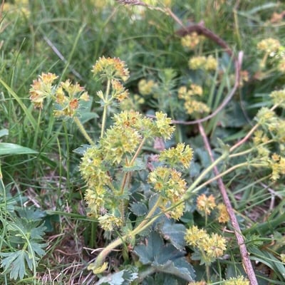 Alchemilla flabellata — flower