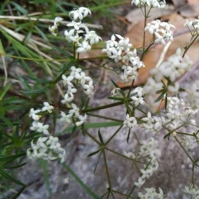 Galium pumilum — flower