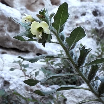 Hyoscyamus albus — flower