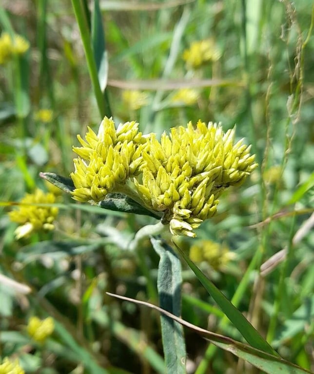 Achyrocline satureioides