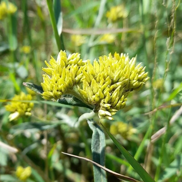 Achyrocline satureioides — flower
