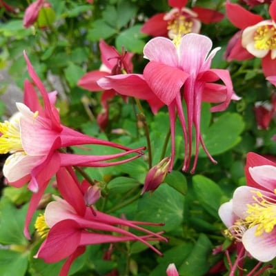 Aquilegia canadensis — flower