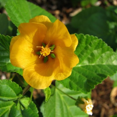 Sida fallax — flower