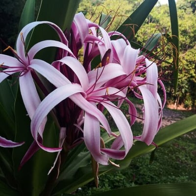 Crinum asiaticum — flower