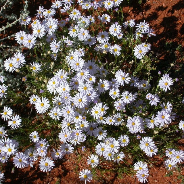 Brachyscome ciliaris — flower