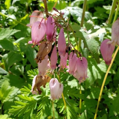 Dicentra formosa — flower