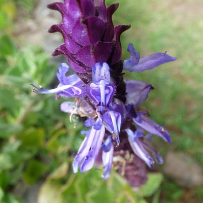 Plectranthus amboinicus — flower