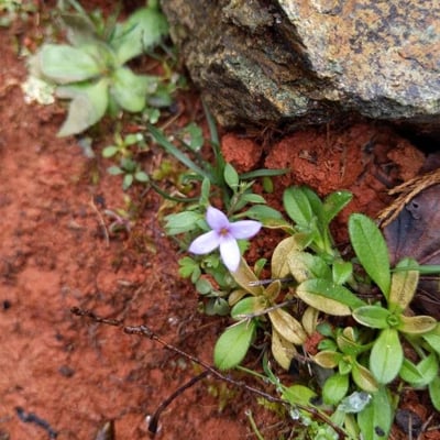Houstonia pusilla — flower