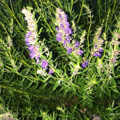 Hyssopus officinalis — flower