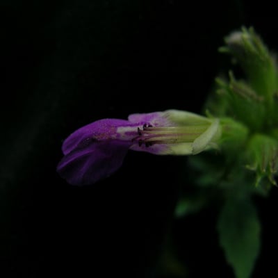 Anisomeles indica — flower
