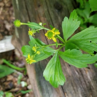 Ranunculus recurvatus — flower