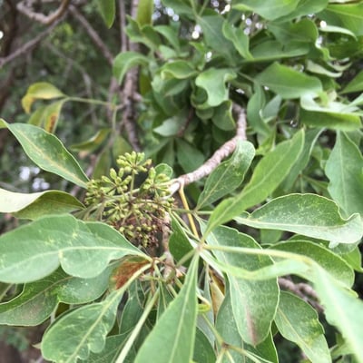 Heteromorpha arborescens — leaf