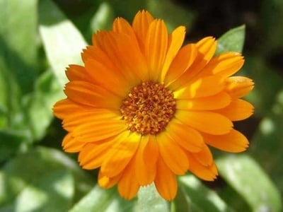 Calendula