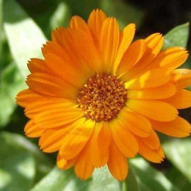 Calendula