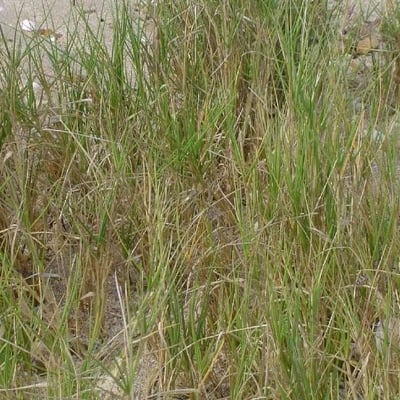 Sporobolus virginicus — habit