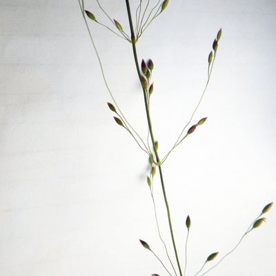 Milium effusum — flower