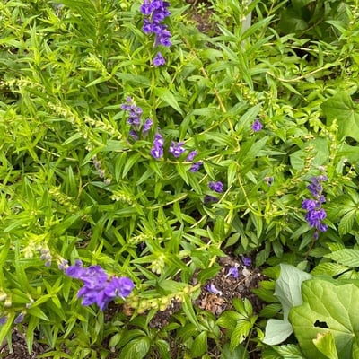 Scutellaria baicalensis — flower