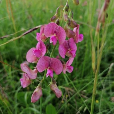 Lathyrus sylvestris — flower