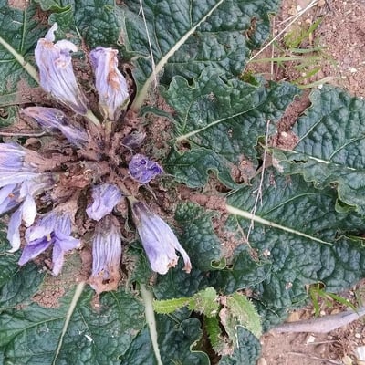 Mandragora officinarum — flower