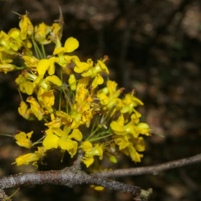 Haematoxylum brasiletto — flower